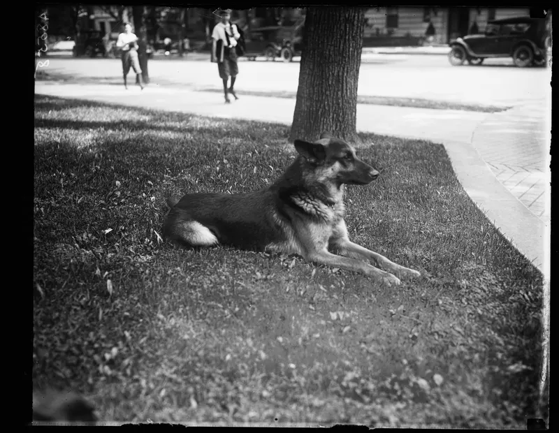 Alex Smokes, 1924 (Harris & Ewing). Alex was the German shepherd of Ailsa Mellon, daughter of Treasury Secretary Andrew Mellon.