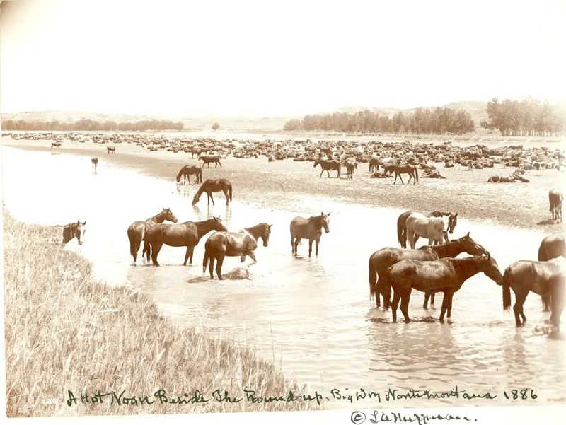 Horses and Cattle at the Big Dry, Montana, L.A. Huffman, c.1886. Huffman was the post photographer at Fort Keogh and documented Montana as it went from buffalo range to cattle range in about a decade.