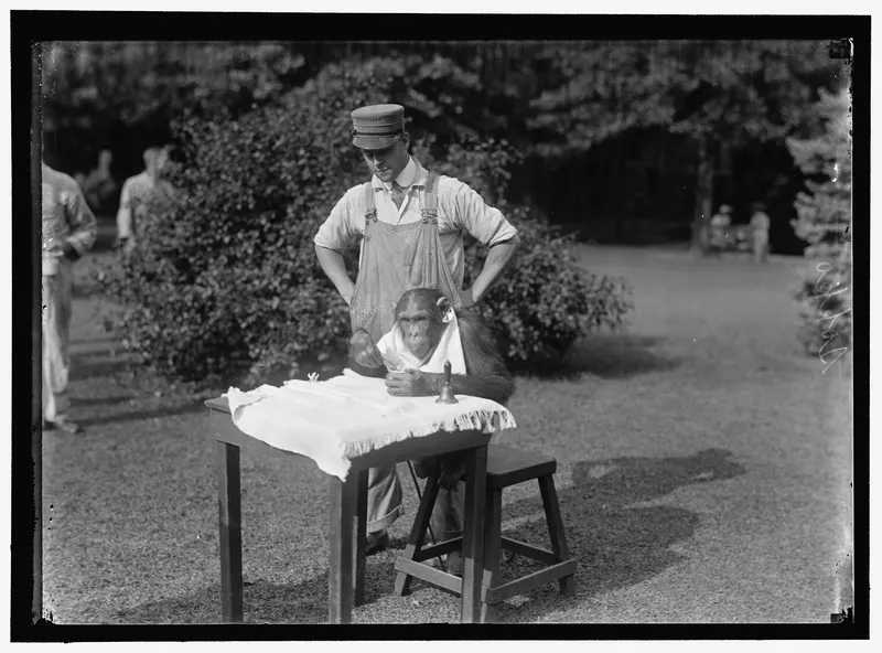 Sokko the Monkey, 1917 (Harris & Ewing). Sokko was a star at the National Zoo in Washington, and he sat for a studio photographer the way a senator would.